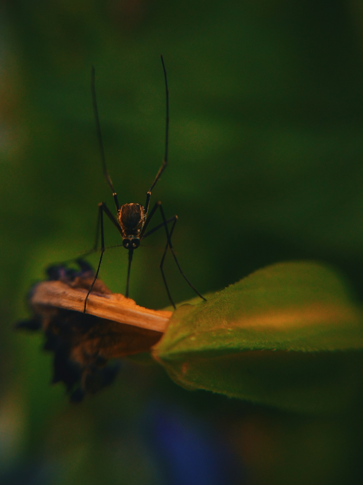 Close-up of a mosquito resting on vegetation