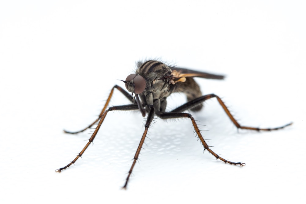 Detailed close-up of a mosquito for identification